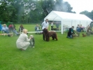 Orongo\'s eerste show op de clubmatch van KC de Kempen.