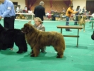 Orongo-Simba is 1ste Uitmuntend op de show in Wieze!