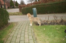 Pup van Haïsa-Iris 8 weken oud.