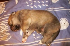 Pup 16 dagen oud.