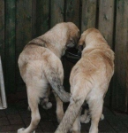 Dorst!