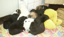 Pups 4 weken oud.