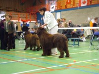 Marjolein met Orongo   in Zutphen op de show