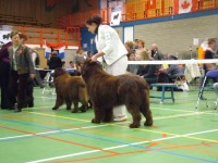 Marjolein met Orongo   in Zutphen op de show