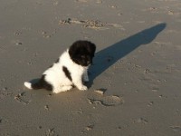 Hummer op het strand