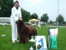 Orongo-Simba   Best in Schow KC de Kempen