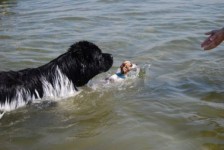 Hummer met het kleine  Vlinderhondje voorop