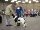 Asmar haalde uitmuntend op de show in Bleiswijk