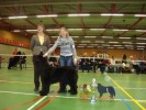 Gymba in Zutphen 1 U beste teef jonge honden klas