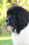 Jimbo (broertje v. Joëlla)