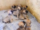 Het nest van 8 puppy's  waar Toulouse uit komt