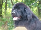 Ninah