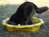 Teddy , probeert een duik te nemen!