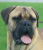 Lief koppie