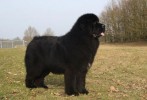 Suzy 14 maanden oud