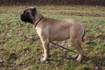Springer 3 en een halve maand