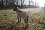 Springer 3 en een halve maand