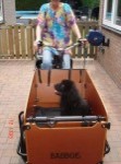 Bertus hier als puppy in de bakfiets.