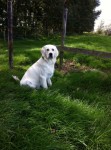 Madoc ( Diesel) v. Tiroca 7 en 'n halve maand oud