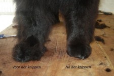 Voetjes voor en na het knippen