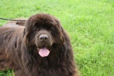 Mooi getrimd hoofd dezelfde hond!
