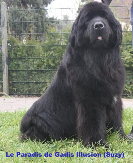 Suzy hier 4 weken zwanger .