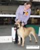 Toulouse op de show 1 uitm. CAC CACIB 
