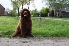 Valint Boy , 4 maanden oud