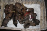 Een heel mand vol Bulle baby's.