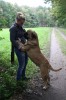 Toulouse krijgt  rond 4 nov. puppy's!!