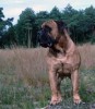 Budjr. de a.s. vader van de pups 