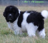 puppy cartmanX Carmen DEEP LOVE NEWFOUNDLANDS