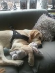 Twister met zijn knuffel