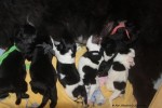 de 6 pups bij kennel  Shadow's Eternity