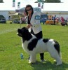 Zoon van Cartman !! Wanitopa Cruising Along of Joalta Best in show!! Champion