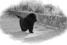 puppy 10 weken