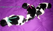 3 mooie puppy's van  Dancer en Roslyn