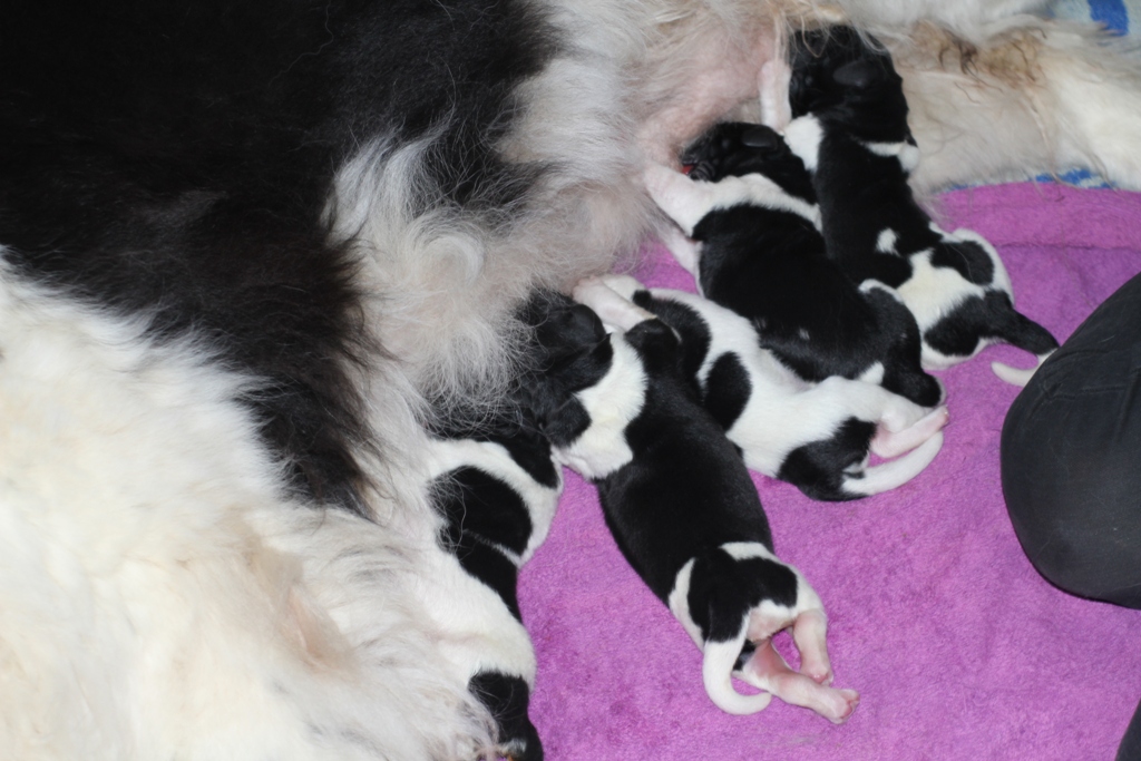 pups van Wermud x Sarah bij de bonte beren