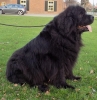 De a.s moeder van Samantha ( MoMo Snoogy Bear v, Tiroca)