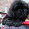 Kamille Samantha als puppy 8 weken