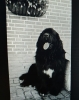 Dit is de a.s vader van de toekomstige puppy\'s!