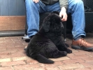 puppy van Wermud 7 weken (kennel v. het Paviljoentje)