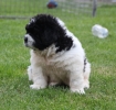 De puppy\'s 4½ week