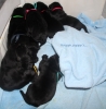 alle puppy\'s op een hoop!