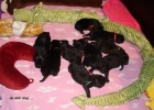 De puppys groeien goed!