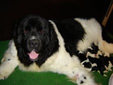 Reina met haar pas geboren pups