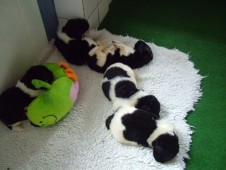 pups 15 dagen oud