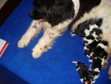 Reina haar pups ,net geboren.