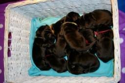 De namen v.d. reutjes: Made With Love Magic Moke-Midnigt Dreams Kulta Boy -Marnick Moonligt-<BR> Maverick Moonshadow-Maxmillan Mad max