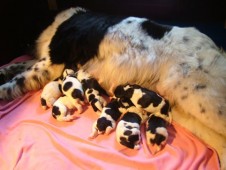 Asmar met de pups